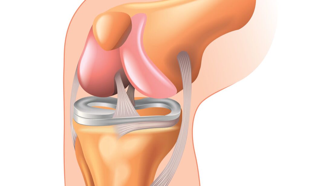 The structure of the knee joint